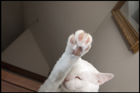 Point that Toe Jax.jpg