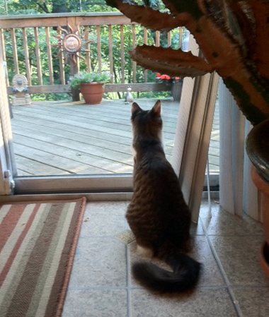 Polly by window.jpg