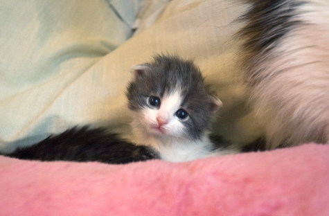 Poppy with Mama.jpg