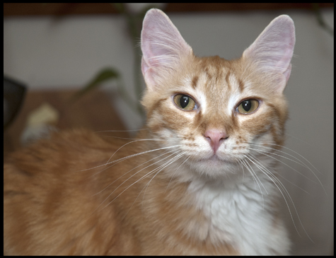 Portrait of a Young ManCat.jpg