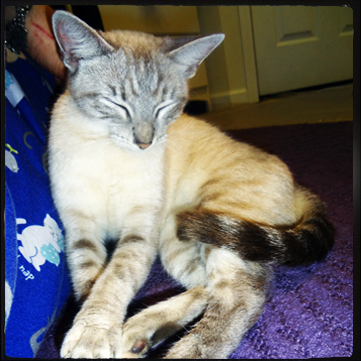 Preg Siamese copy.jpg