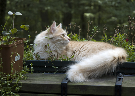 Profile in flower bed_sm.jpg