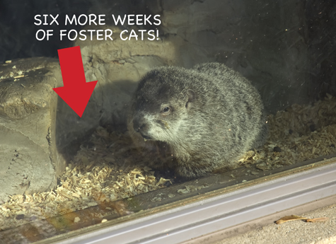 Punx Phil Six Mor Weeks of fosters copy.jpg