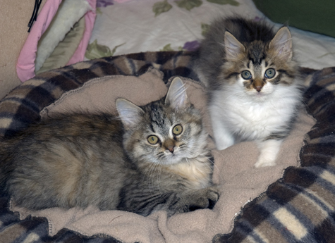 Purrsimmon and Pip.jpg