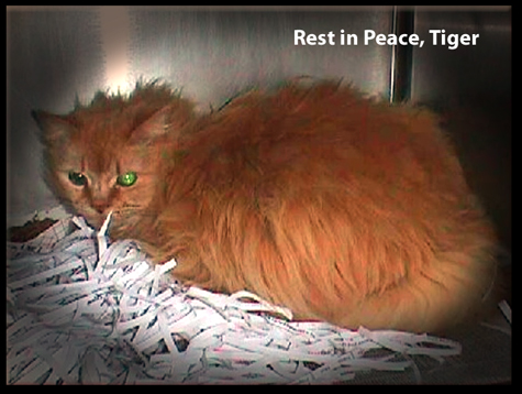 RIP Tiger copy.jpg