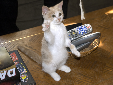 Raise Your Paw.R.Olson.jpg
