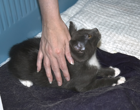 Reassuring Pet from Food Lady.jpg