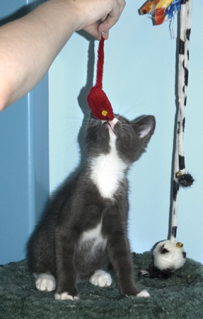 Receiving the Shakeymouse.jpg