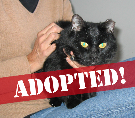 Rescue 103_abby_sm_adopt.jpg