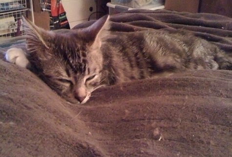Resting. R.Olson.jpg