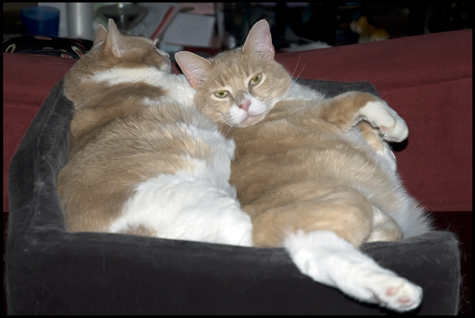Room for one more.jpg