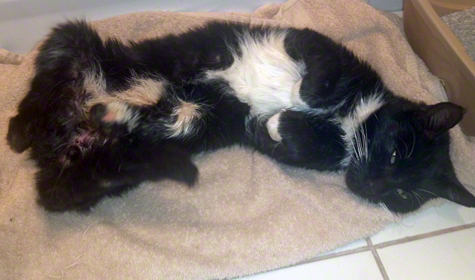Rub mah belly.jpg