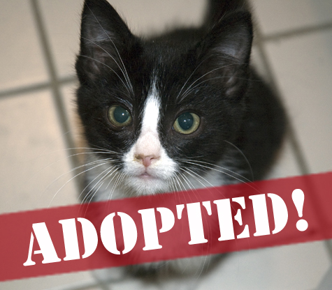 Rudy ADOPTED.jpg