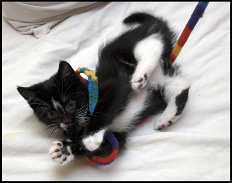 Sabrina hung up on toy.jpg