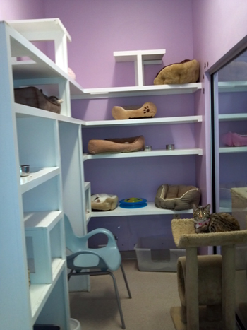 Shy room interior.jpg