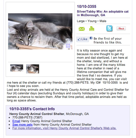 Silver Tabby small.jpg