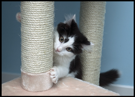 Sisal Fun.jpg