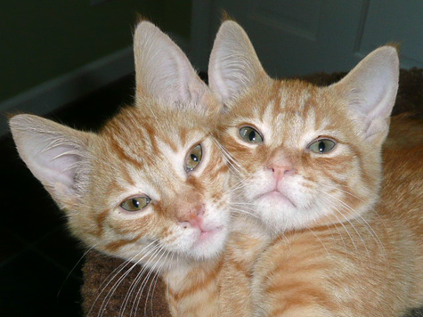 Skittles and CandyCorn_sm.jpg
