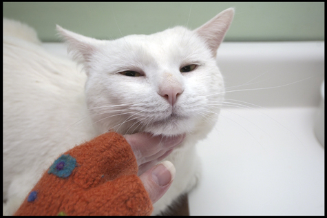 Skritches for Jackson.jpg