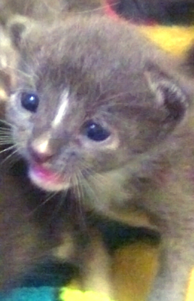 Skunky stripe.jpg