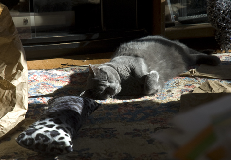Sleepy Tunie.jpg