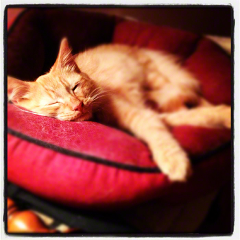 Sleepy boy R.Olson.jpg
