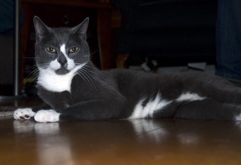 Slinky Socks.jpg