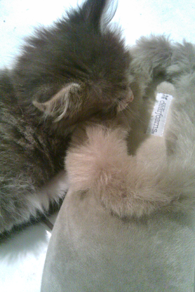 Slipper kitten copy.jpg