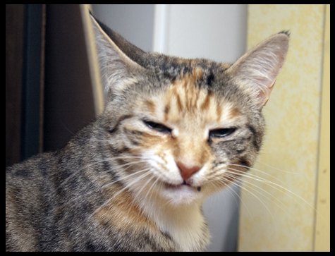 Sneezy Mazie.jpg