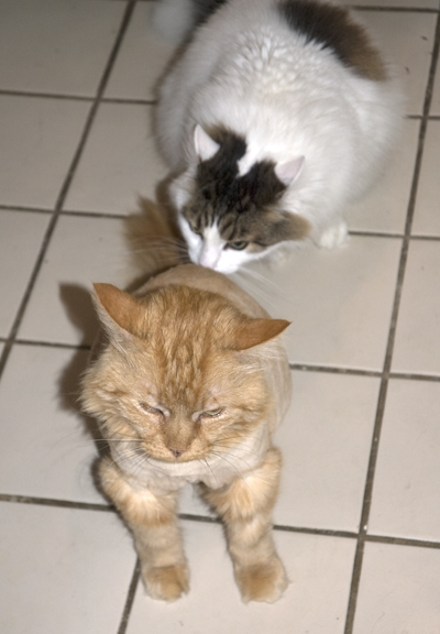 Sniff Test R. Olson.jpg