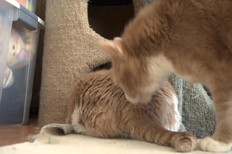 Sniff Test.jpg