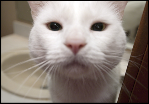 Sniff copy.jpg