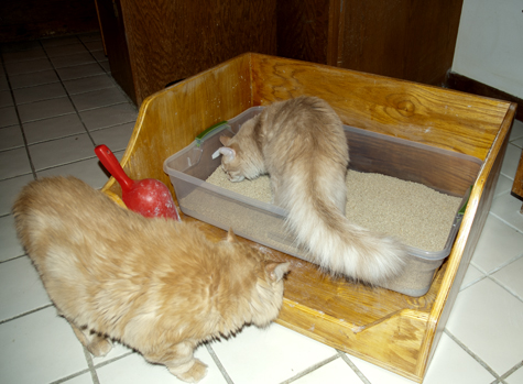 Sniffing Fools.jpg