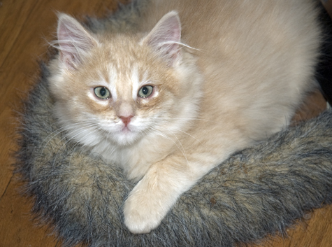Sniffles aka Blitzen.jpg
