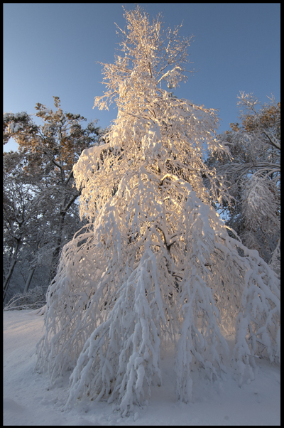 Snowy Giant.jpg