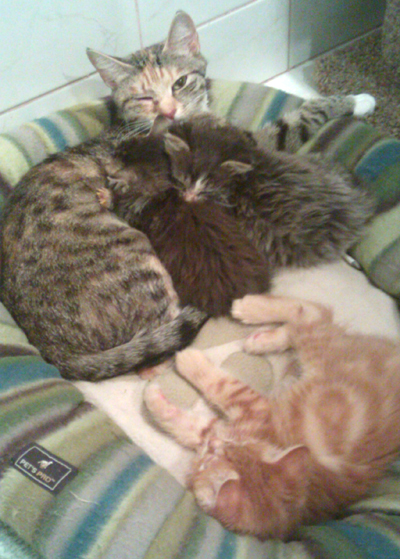 Snuggle with Mama.jpg