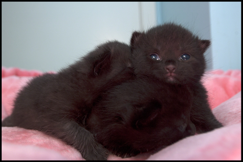 Snuggles copy.jpg