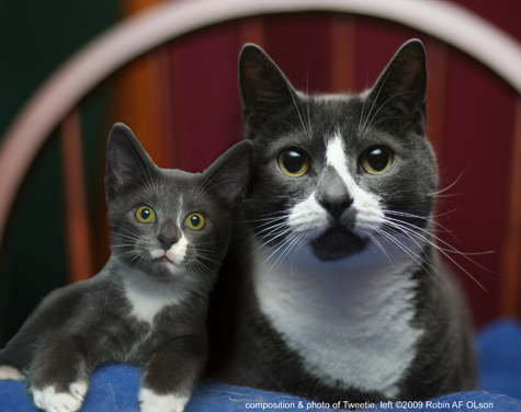 Sockington and Tweetie_CROP FRAME_B copy 2.jpg