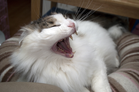 Spencer Dirty Teeth.jpg