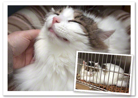 Spencer Post Surgery R.Olson.jpg