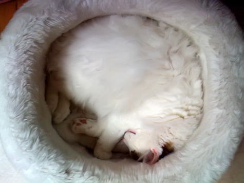 Spencer Sleeps.jpg