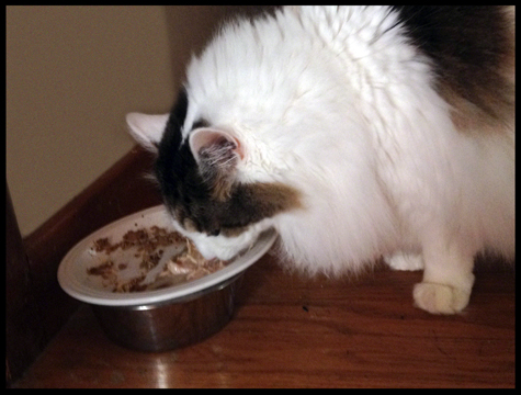 Spencer finally eating copy.jpg