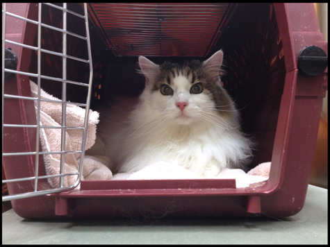 Spencer in the Carrier.jpg