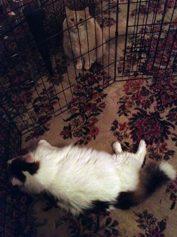 Spencer in the Pen.jpg