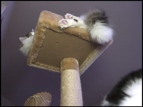 Spencer on High.jpg