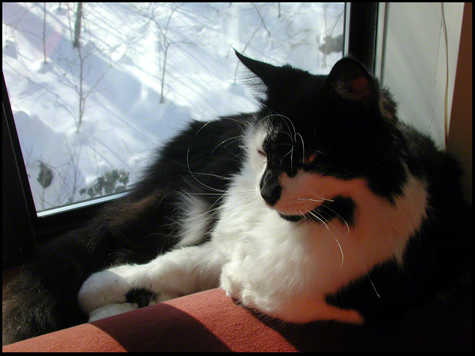 Stanley in the Window LR.jpg