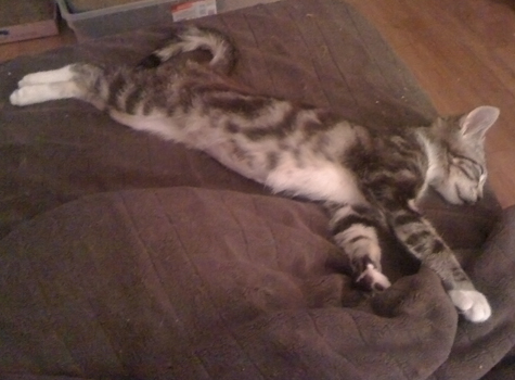 Stretched out Sleeping.jpg