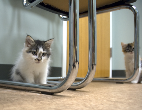 Sugar and Honey at the vet_sm.jpg