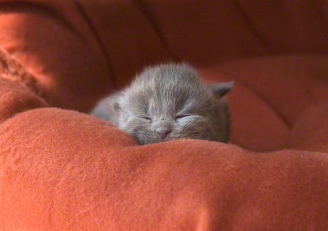 Sweet Slumber_ret.jpg