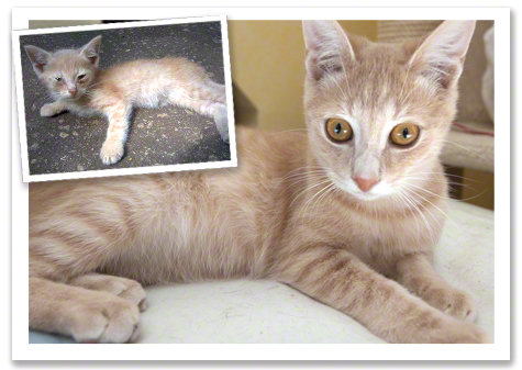 TT and Latte before and after.jpg